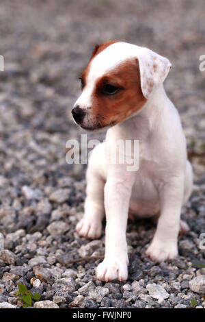 Kleine Welpen Jack Russell Terrier stehend und aufmerksam schauen neugierig Stockfoto