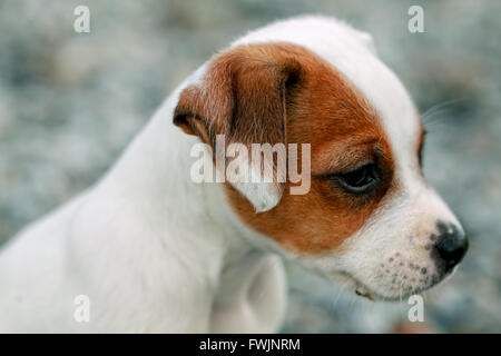 Jack-Russell-Terrier Welpe stehend und aufmerksam schauen neugierig Stockfoto