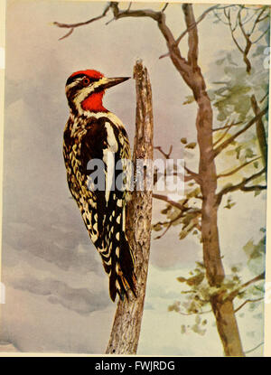 Vogel-Nachbarn - eine einführende Bekanntschaft mit hundert und fünfzig Vögel weit verbreitet in Gärten, Wiesen und Wälder über unsere Häuser (1898) Stockfoto