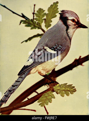 Vogel-Nachbarn - eine einführende Bekanntschaft mit hundert und fünfzig Vögel weit verbreitet in Gärten, Wiesen und Wälder über unsere Häuser (1898) Stockfoto