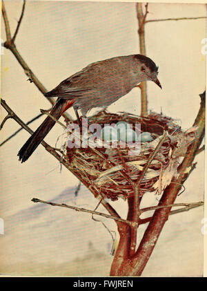 Vogel-Nachbarn - eine einführende Bekanntschaft mit hundert und fünfzig Vögel weit verbreitet in Gärten, Wiesen und Wälder über unsere Häuser (1898) Stockfoto