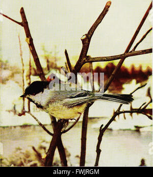 Vogel-Nachbarn - eine einführende Bekanntschaft mit hundert und fünfzig Vögel weit verbreitet in Gärten, Wiesen und Wälder über unsere Häuser (1908) Stockfoto