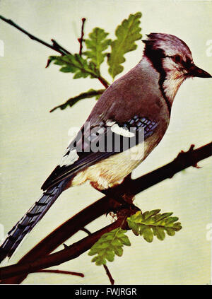 Vogel-Nachbarn - eine einführende Bekanntschaft mit hundert und fünfzig Vögel weit verbreitet in Gärten, Wiesen und Wälder über unsere Häuser (1908) Stockfoto