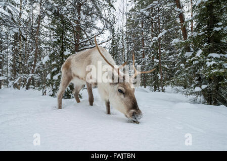 Rentier (Rangifer Tarandus) im Winter, in der Nähe von Posio, Lappland, Finnland Stockfoto