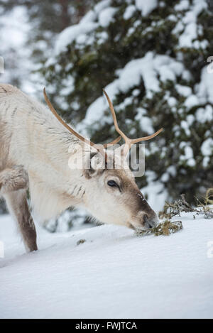 Rentier (Rangifer Tarandus) im Winter, Fütterung, in der Nähe von Posio, Lappland, Finnland Stockfoto