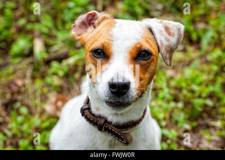 Niedlichen kleinen Hund Jack-Russell-Terrier stehend und aufmerksam schaut neugierig in die Kamera Stockfoto