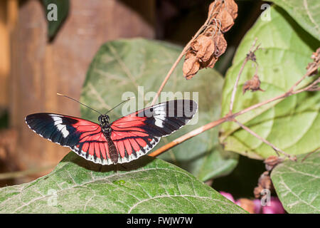 Rotvieh Herz Schmetterling, Amazonas Regenwald, Südamerika Stockfoto