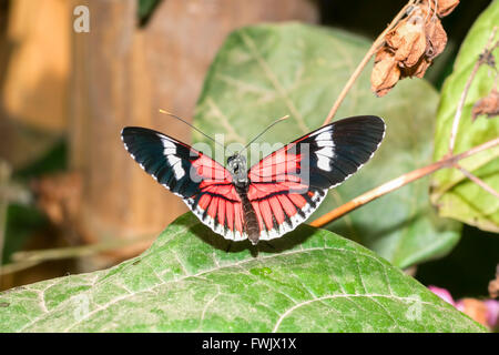 Rotvieh Herz Schwalbenschwanz Schmetterling, Regenwald, Südamerika Stockfoto