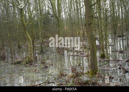 Bäume in einem landwirtschaftlichen Wäldchen von Regenabflüsse aus benachbarten Felder überflutet. Bedfordshire, UK. Stockfoto