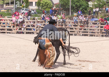 Banos, Ecuador - 30. November 2014: junger Latin indigenen Cowboy steckt ein Bulle mit Lasso, Südamerika In Banos Stockfoto