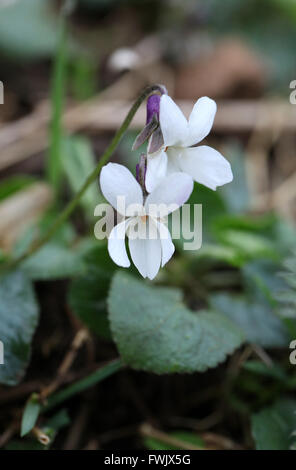 Viola Odorata wächst wild an Lathkill Dale in der Peak District National Park Stockfoto