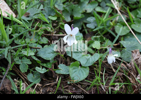 Viola Odorata wächst wild an Lathkill Dale in der Peak District National Park Stockfoto