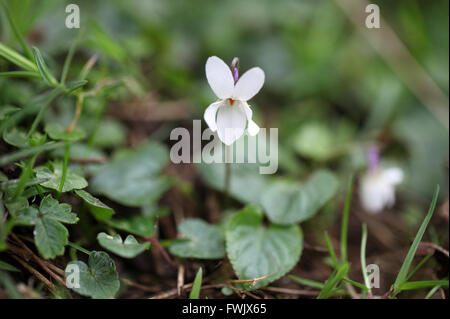 Viola Odorata wächst wild an Lathkill Dale in der Peak District National Park Stockfoto