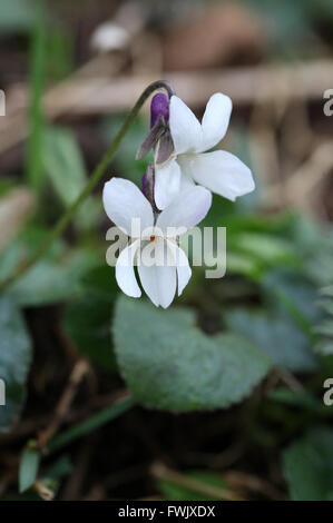 Viola Odorata wächst wild an Lathkill Dale in der Peak District National Park Stockfoto