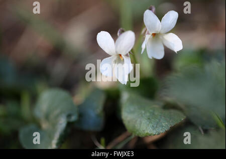 Viola Odorata wächst wild an Lathkill Dale in der Peak District National Park Stockfoto