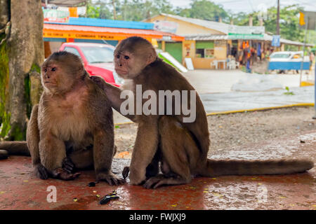 Paar freundliche kleine Affen, Ecuador, Südamerika Stockfoto