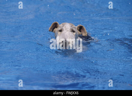 Wire Fox Terrier Schwimmen im Pool. Stockfoto