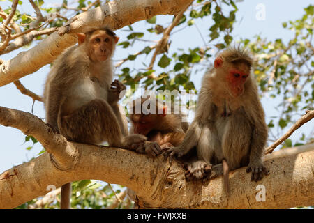 Drei Affen Hanuman Tempel, Hampi in Karnataka, Indien. 22.02.2013 Stockfoto