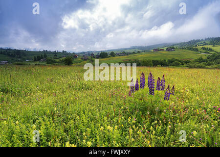 Lupinen Blumen Busch auf einer Frühlingswiese in den Bergen Stockfoto