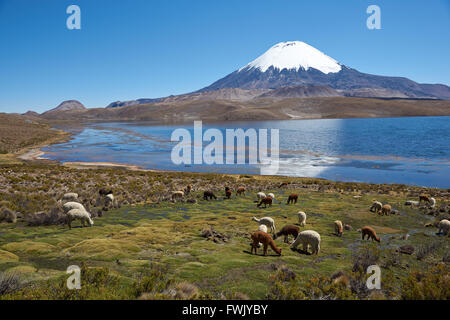 Alpaca Weiden am Ufer des Lago Chungara auf dem Altiplano Chile Stockfoto