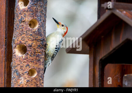 Rotbauch Specht, Montreal, Kanada. Stockfoto