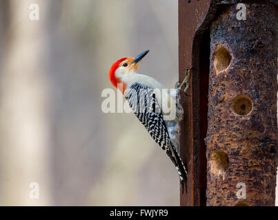 Rotbauch Specht, Montreal, Kanada. Stockfoto