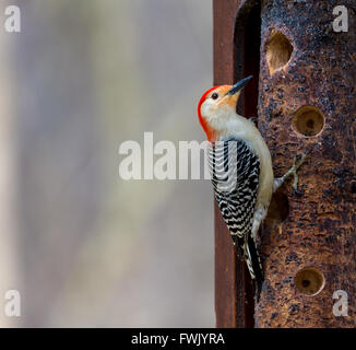 Rotbauch Specht, Montreal, Kanada. Stockfoto