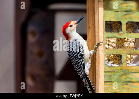 Rotbauch Specht, Montreal, Kanada. Stockfoto