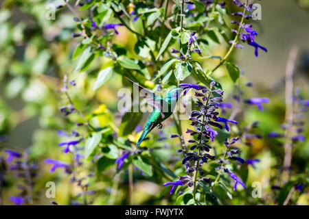 Der unglaublich schöne Grün Violett Eared Kolibri. Stockfoto