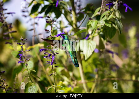 Der unglaublich schöne Grün Violett Eared Kolibri. Stockfoto