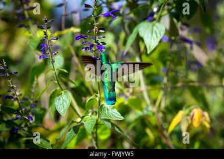 Der unglaublich schöne Grün Violett Eared Kolibri. Stockfoto