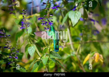 Der unglaublich schöne Grün Violett Eared Kolibri. Stockfoto