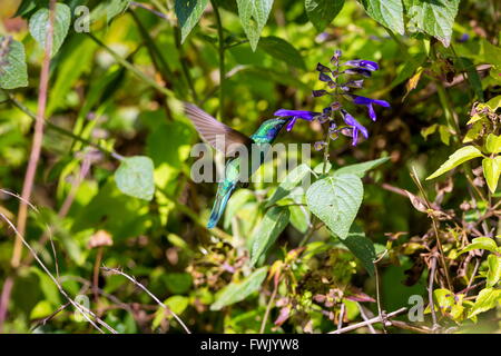 Der unglaublich schöne Grün Violett Eared Kolibri. Stockfoto