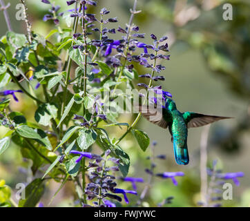 Der unglaublich schöne Grün Violett Eared Kolibri. Stockfoto