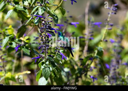 Der unglaublich schöne Grün Violett Eared Kolibri. Stockfoto