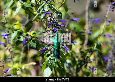 Der unglaublich schöne Grün Violett Eared Kolibri. Stockfoto