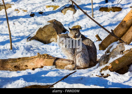 Luchse haben einen kurzen Schweif, charakteristisch, dass schwarze Haarbüschel an den Spitzen der Ohren und große Pfoten zum Wandern auf Schnee aufgefüllt. Stockfoto