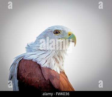 Brahiminy Kite hoch oben auf einem Felsvorsprung in Bangalore. Stockfoto