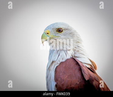 Brahiminy Kite hoch oben auf einem Felsvorsprung in Bangalore. Stockfoto