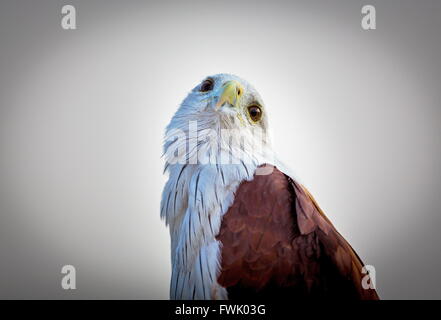 Brahiminy Kite hoch oben auf einem Felsvorsprung in Bangalore. Stockfoto