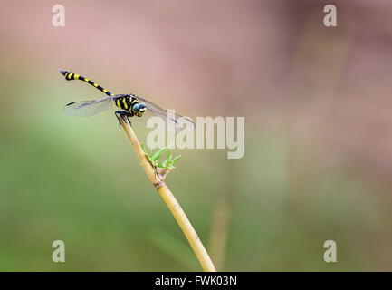 Die Golden beringt Libelle ist ein markantes Exemplar mit einem länglichen schwarz und gelb gestreiften Bauch. Stockfoto