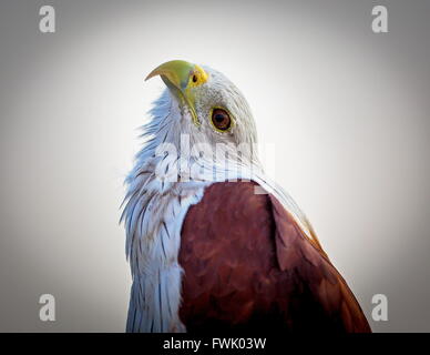 Brahiminy Kite hoch oben auf einem Felsvorsprung in Bangalore. Stockfoto