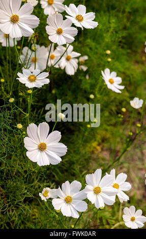Weiße Cosmos Blumen blühen im Garten Stockfoto