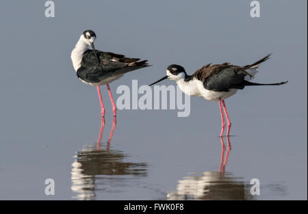 Schwarzhals-Stelzen (Himantopus Mexicanus) putzen in Gezeiten Sumpf, Galveston, Texas, USA. Stockfoto