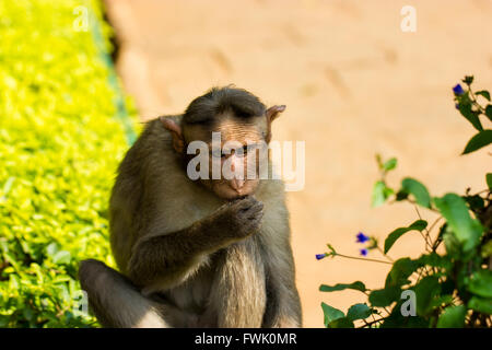 Bonnet Macaque Bestandteil der Banyan-Baum-Truppe Bangalore Indien. Stockfoto