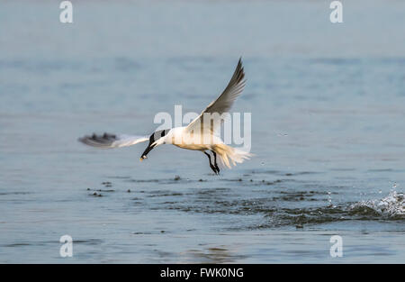 Brandseeschwalbe (Thalasseus Sandvicensis) Jagd in den Ozean, Galveston, Texas, USA. Stockfoto