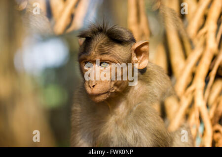 Bonnet Macaque Bestandteil der Banyan-Baum-Truppe Bangalore Indien. Stockfoto