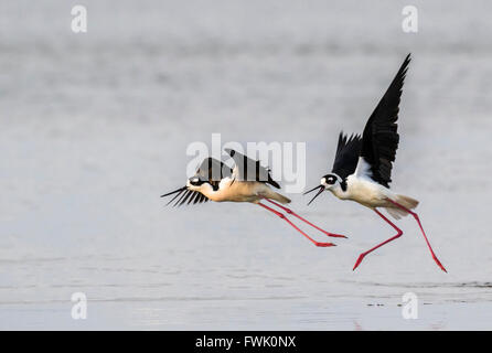 Schwarzhals-Stelzen (Himantopus Mexicanus) jagen und kämpfen, Galveston, Texas, USA. Stockfoto