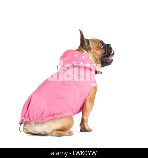 Französische Bulldogge Studioportrait in Kleidung isoliert auf weiss Stockfoto