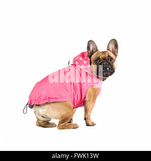 Französische Bulldogge Studioportrait in Kleidung isoliert auf weiss Stockfoto